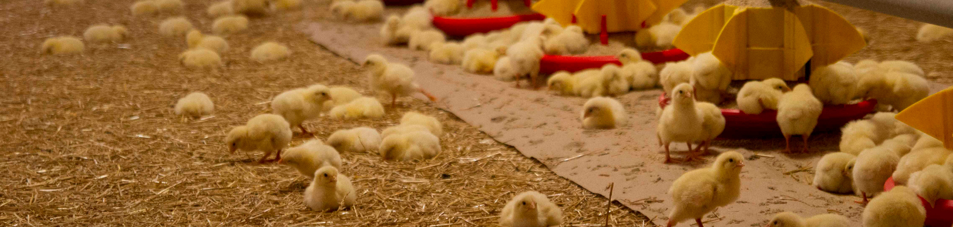 Broiler house