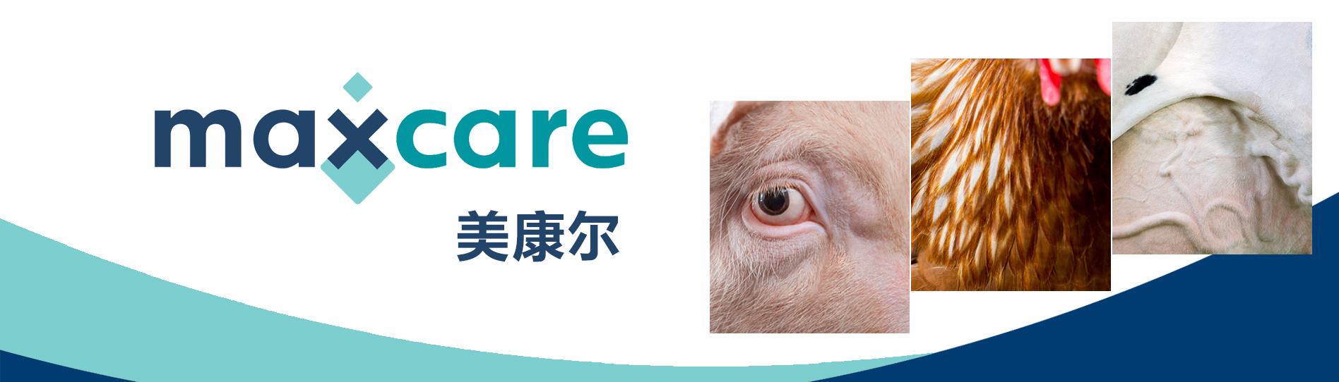Enrich livestock nutrition with Maxcare feed supplements