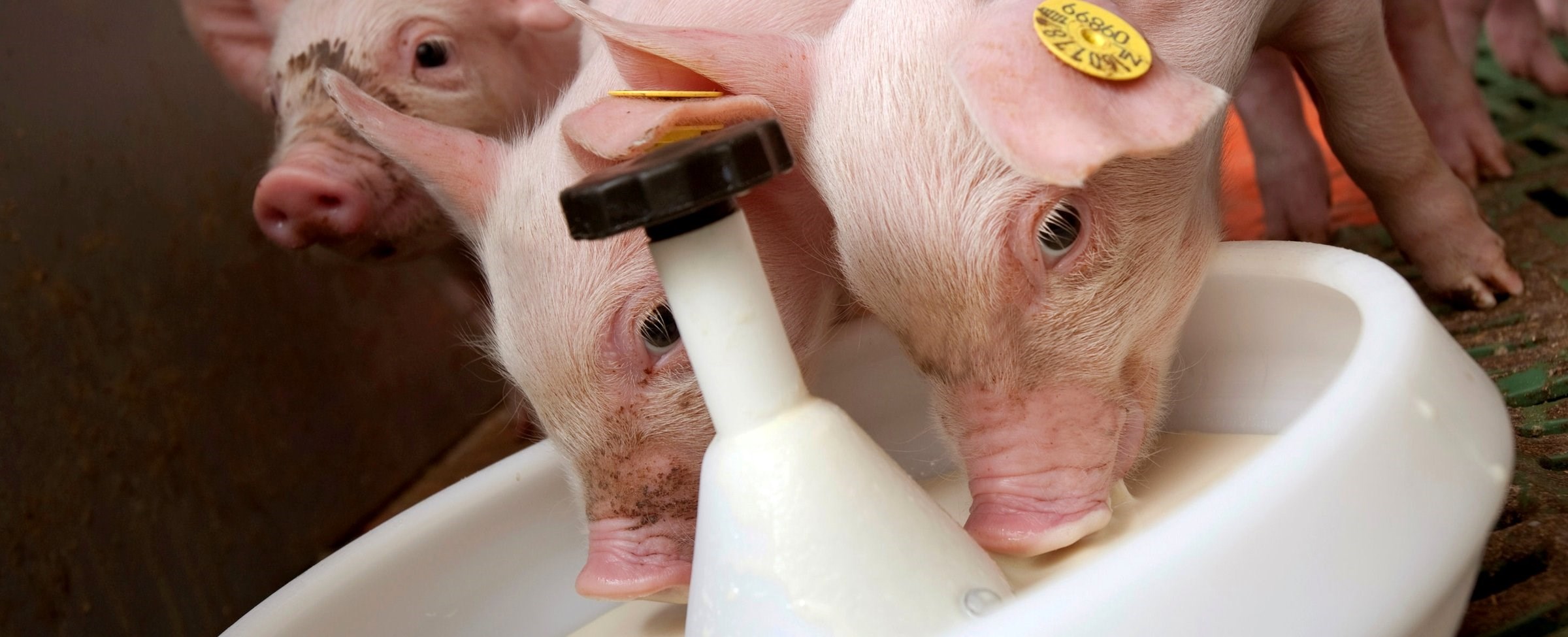 Piglets feed and water management